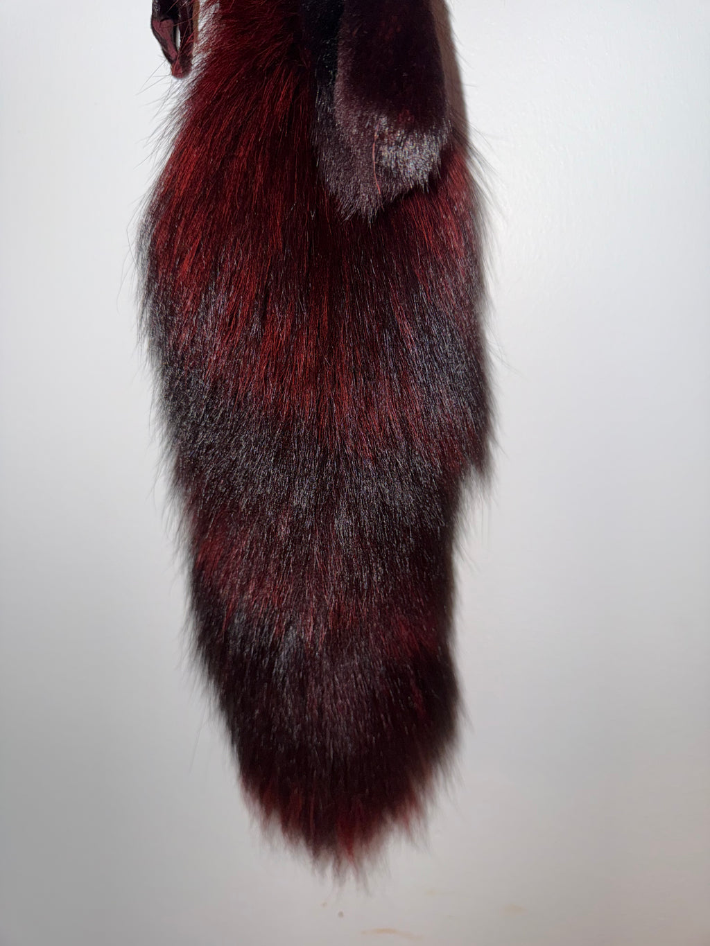 Red fox collar