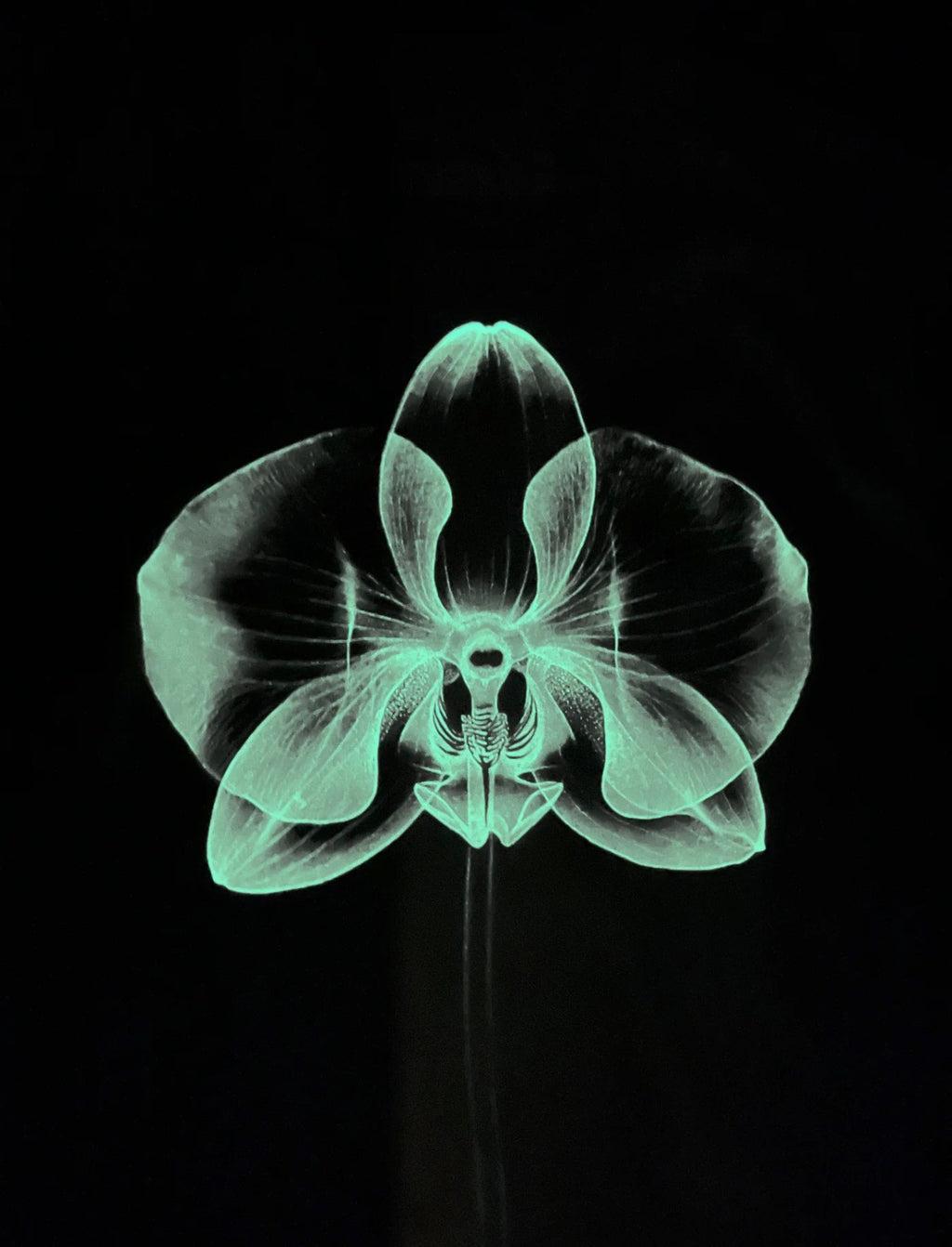 Orchid - Glow in the dark - white