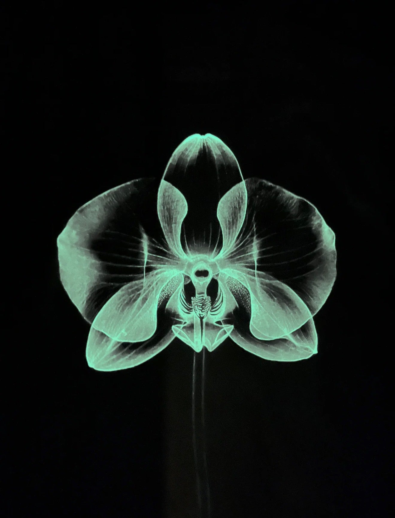 Orchid - Glow in the dark - white